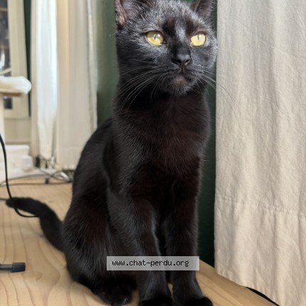 Foto van vermiste kat in Namur