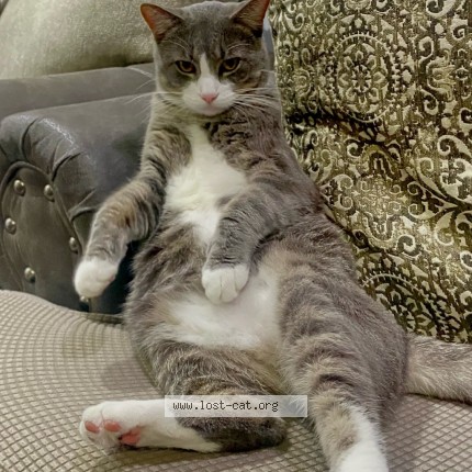 Photo 1/1 Basboos Cat lost in Bridgeview