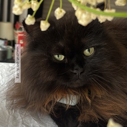 Photo of a cat reunited in Etiolles