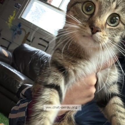 Photo 1/1 Found cat Found in Drummondville