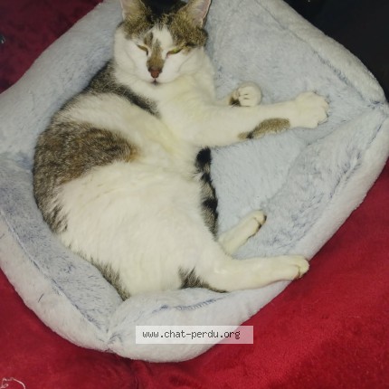 Photo of a cat found in Drusenheim