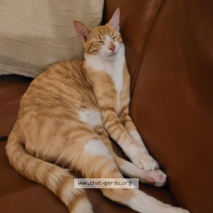 Photo of a cat found in Mondonville