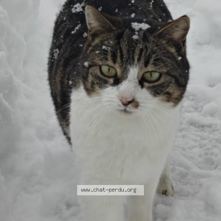Foto di gatto smarrito a Leukerbad