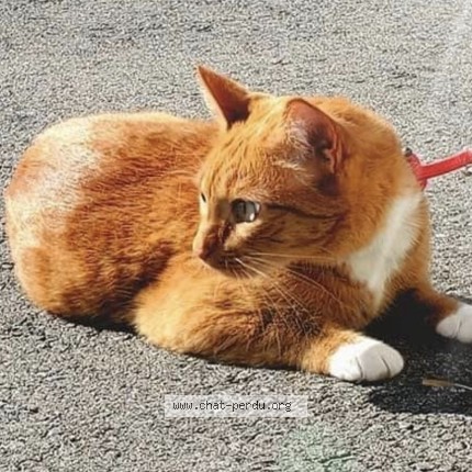 Photo 1/1 Reunited cat Lost in Salaberry De Valleyfield