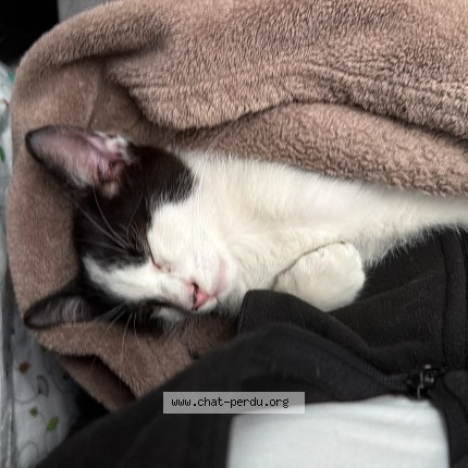 Foto einer verlorenen Katze in Differdange