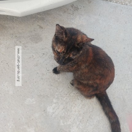 Photo of a cat found in Marennes