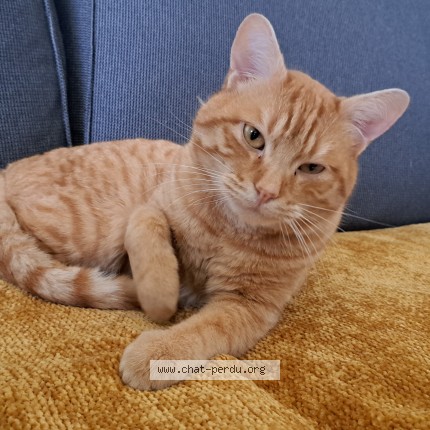 Photo of a cat found in La Chapelle Sur Erdre
