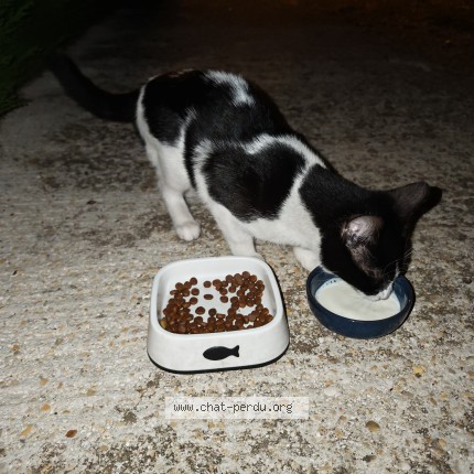 Photo of a cat found in Marolles En Hurepoix
