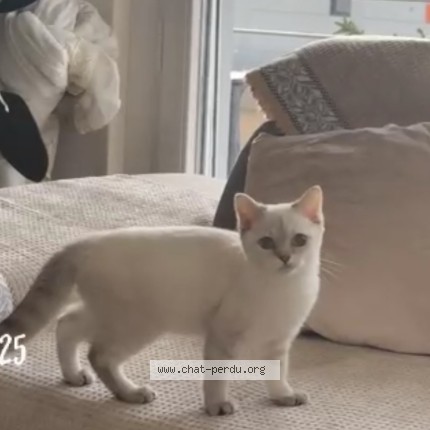 Foto di gatto smarrito a Chailly