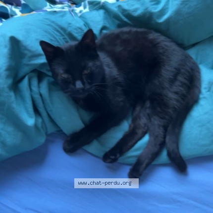 Photo of a cat found in Pont Saint Vincent