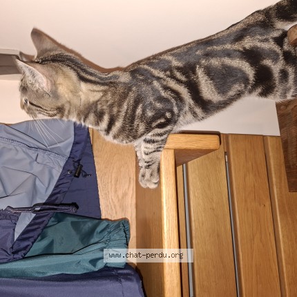 Photo of a cat found in Argenteuil