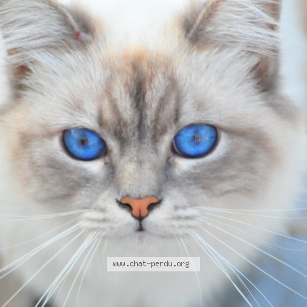 Foto van vermiste kat in Longueville