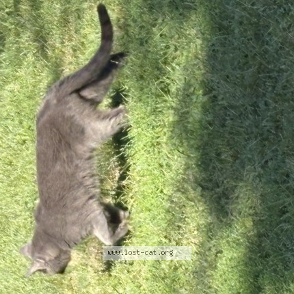 Photo 1/1 Found cat Found in Creston