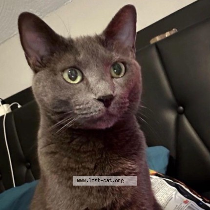 Photo 1/1 Smokey Cat lost in Warwick