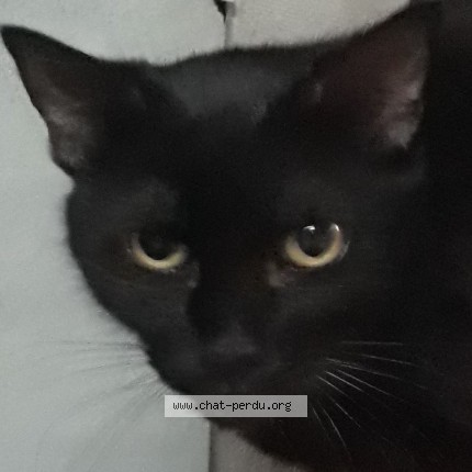 Photo of a cat found in Hagetmau