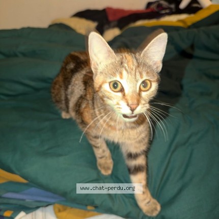 Photo of a cat found in Fontenay Aux Roses