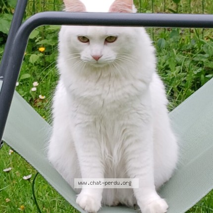 Photo of a cat found in Bouguenais