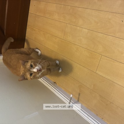 Photo 1/1 atlas Cat lost in Santa Monica