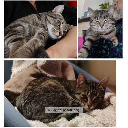 Photo of a cat found in Ukkel