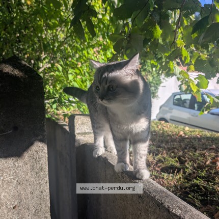 Photo of a cat found in Houilles