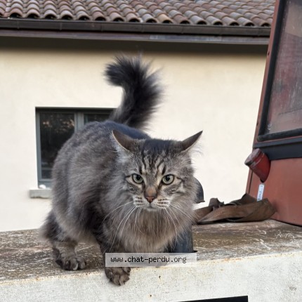 Foto einer wiedergefundenen Katze in Chessy