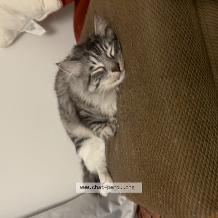 Photo 1/1 Dee Cat lost in Quebec