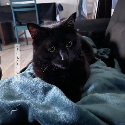 Foto einer wiedergefundenen Katze in Saint Girons