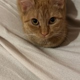 SISSI
