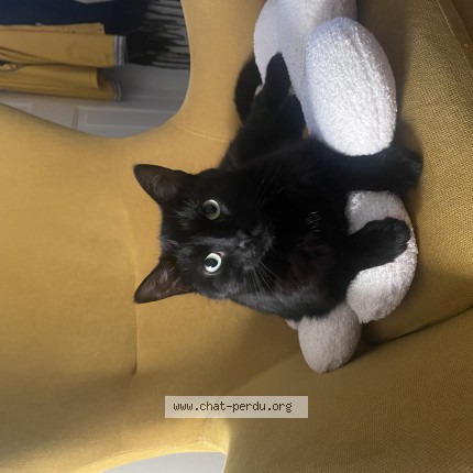 Photo 1/1 Pookie Cat lost in Montreal