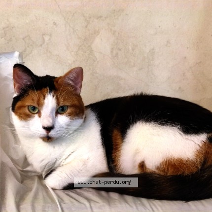 Photo of a cat found in Aubergenville