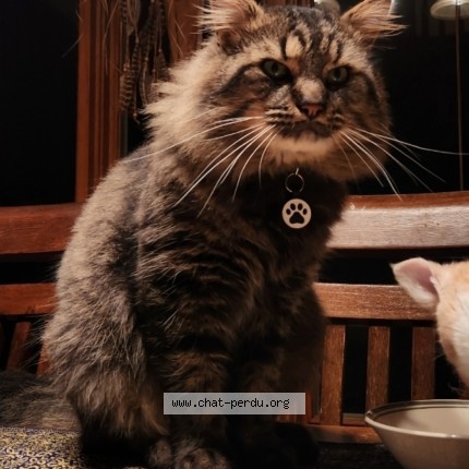 Photo 1/1 Major Cat lost in Quebec City