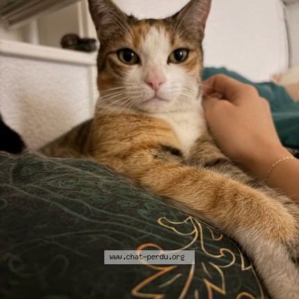 Foto di gatto smarrito a Tolochenaz
