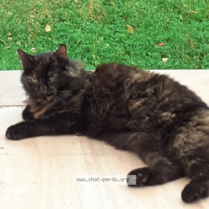 Photo of a cat found in Pont De L Arn