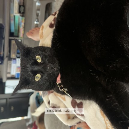 Photo of a cat found in West Fargo