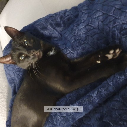 Photo of a cat found in Houdelaincourt