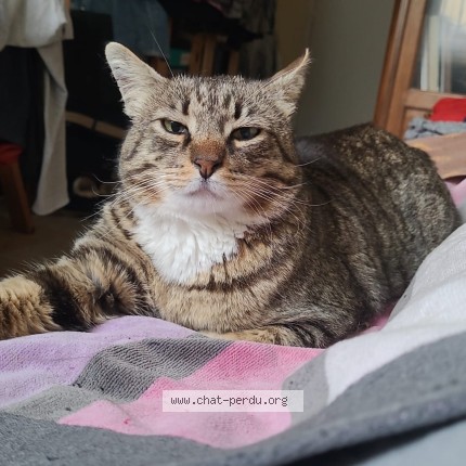Foto einer wiedergefundenen Katze in Nice