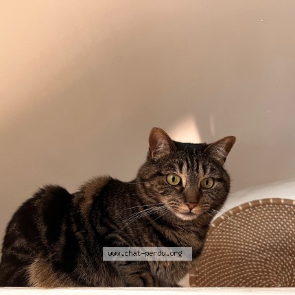 Photo of a cat reunited in Chilly Mazarin