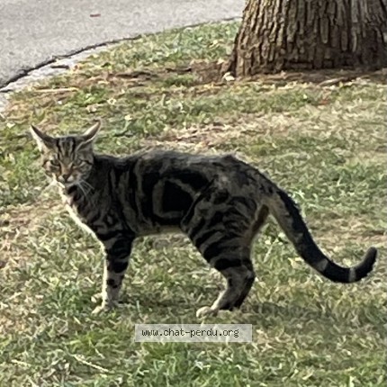 Foto 1/1 Gefundene Katze Gefunden in Bulle