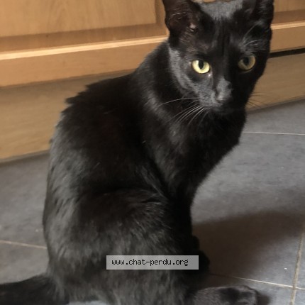 Foto 1/1 Kat teruggevonden Vermist in Etterbeek