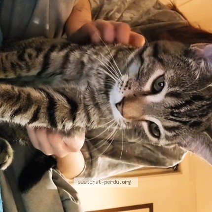 Photo 1/1 Pablo Cat lost in Louiseville