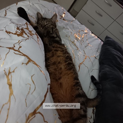 Photo of a cat found in Montauban