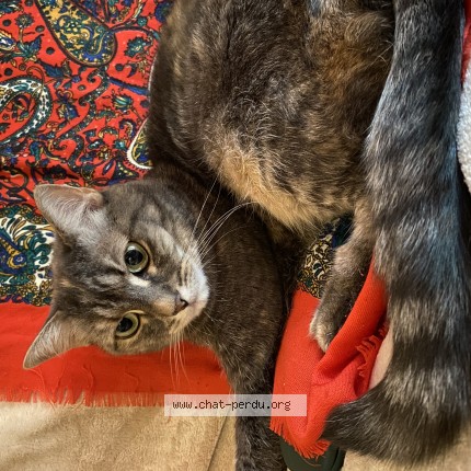Photo of a cat found in Rueil Malmaison