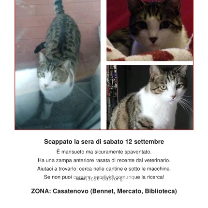 Foto di gatto smarrito a Casatenovo