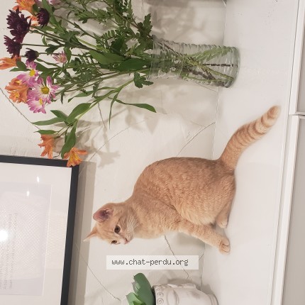 Photo 1/1 Keeksu Cat lost in Sainte Therese