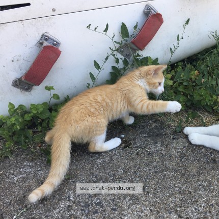 Photo of a cat found in Saint Nazaire