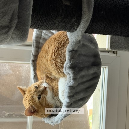 Foto di gatto smarrito a Echallens