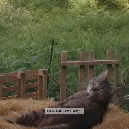 Foto einer wiedergefundenen Katze in Mespaul