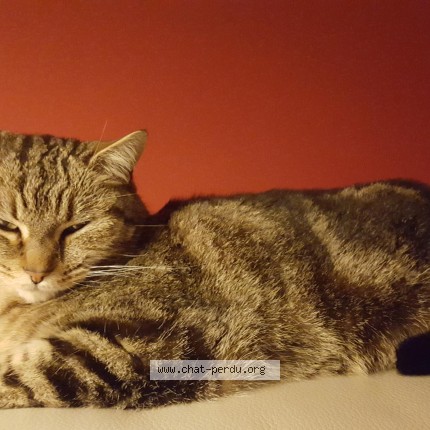 Foto einer wiedergefundenen Katze in Nantes