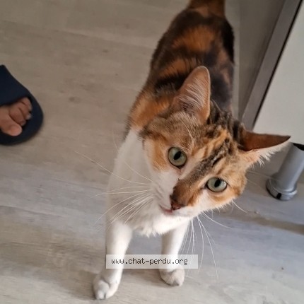 Photo of a cat found in Tremblay En France