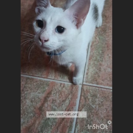 Photo 1/1 Heera Cat lost in Chengalpattu